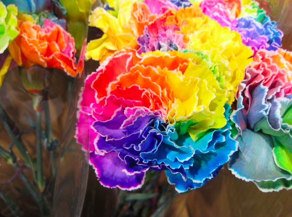 母の日に贈るカーネーションの花の色の種類とその意味とは トリビア牧場